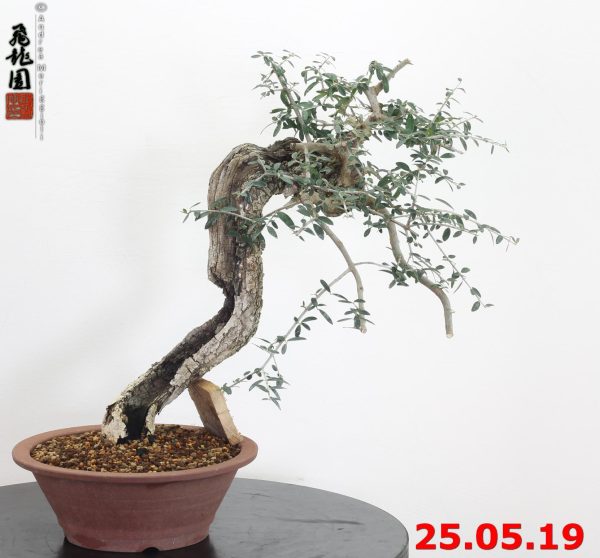 Olea oleaster 19/01