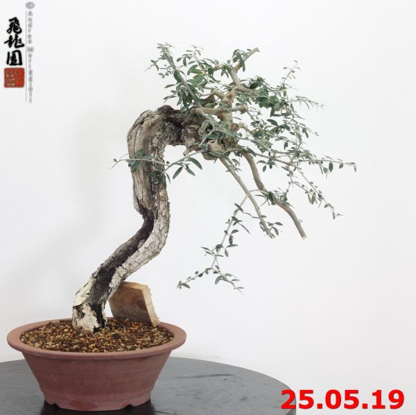 Olea oleaster 19/01