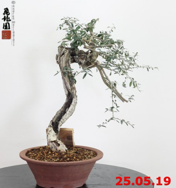 Olea oleaster 19/01