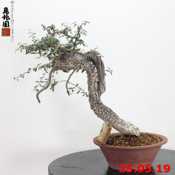 Olea oleaster 19/01