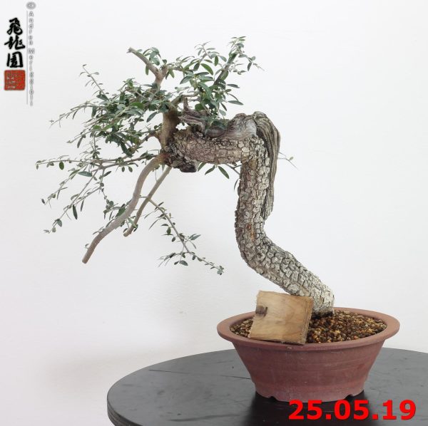 Olea oleaster 19/01