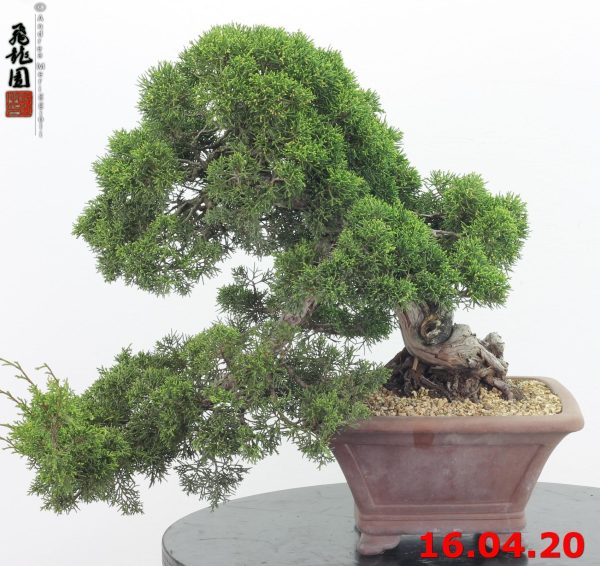 Juniperus itoigawa 20/04