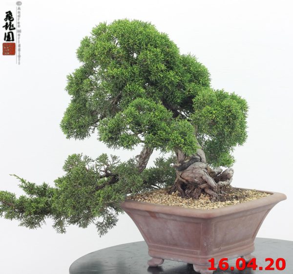 Juniperus itoigawa 20/04