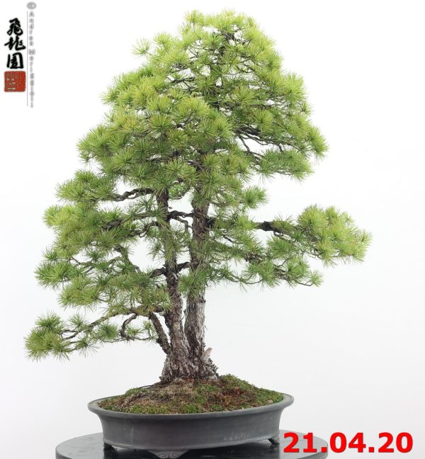 Pinus pentaphylla 20/05