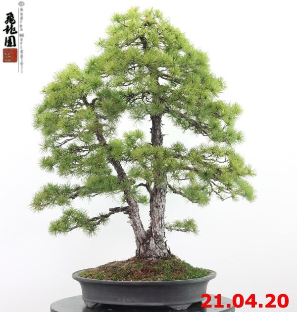 Pinus pentaphylla 20/05