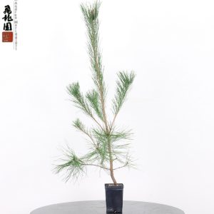 Pinus densiflora big