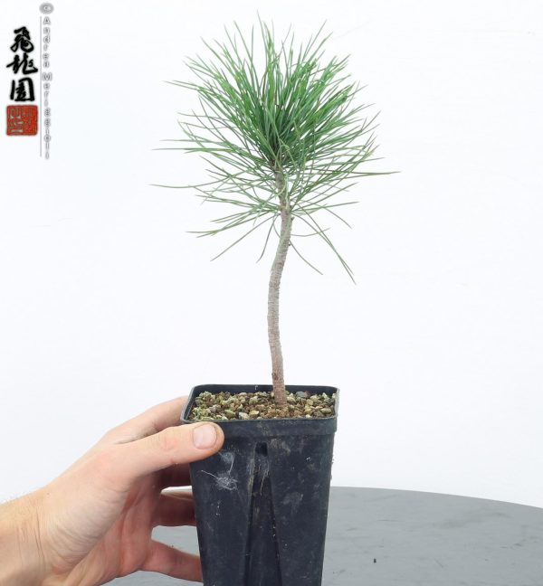 Pinus cembra