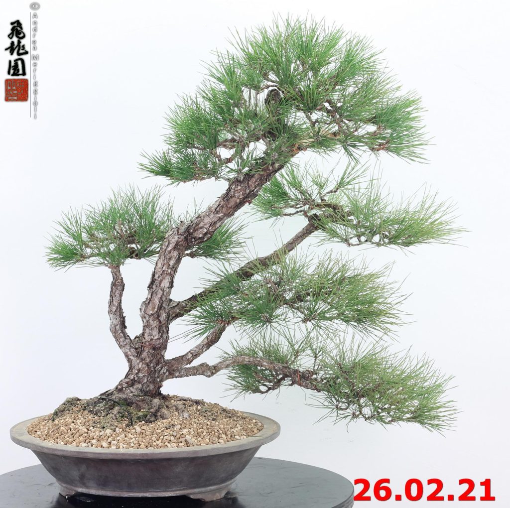 Pinus thunbergii 21/02