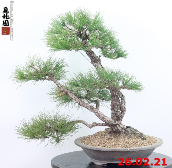 Pinus thunbergii 21/02