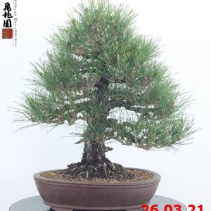 Pinus thunbergii 21/04