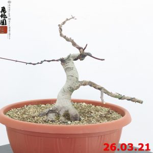 Acer palmatum deshojo