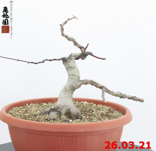 Acer palmatum deshojo 21/25