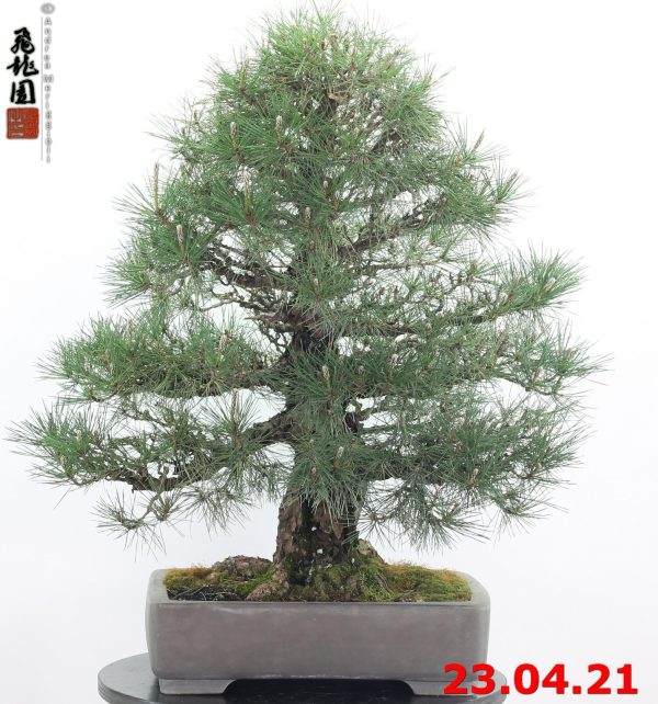 Pinus thunbergii 21/06