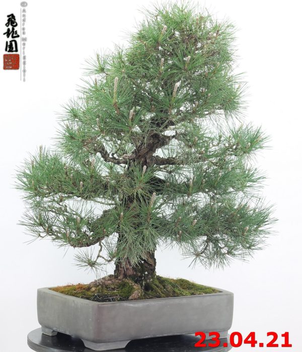 Pinus thunbergii 21/06