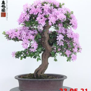 Rhododendron azalea 21/02