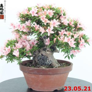 Rhododendron azalea ishizuki 21/03