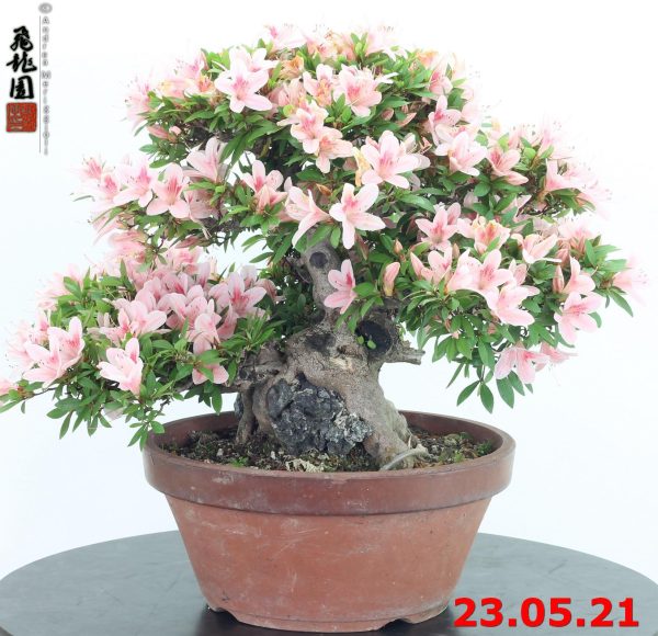 Rhododendron azalea ishizuki 21/03