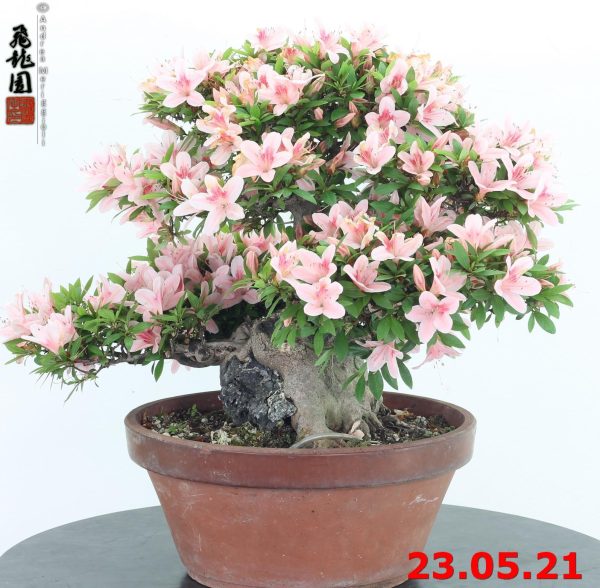 Rhododendron azalea ishizuki 21/03