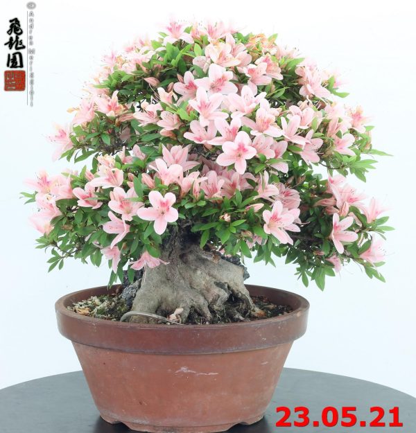 Rhododendron azalea ishizuki 21/03