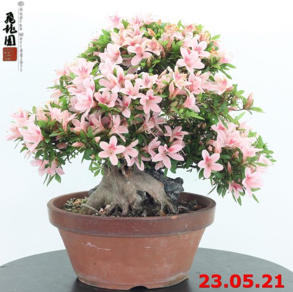 Rhododendron azalea ishizuki 21/03