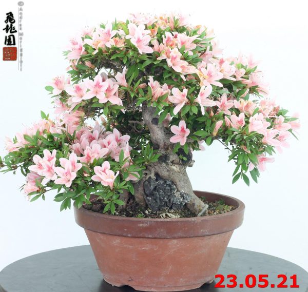 Rhododendron azalea ishizuki 21/03