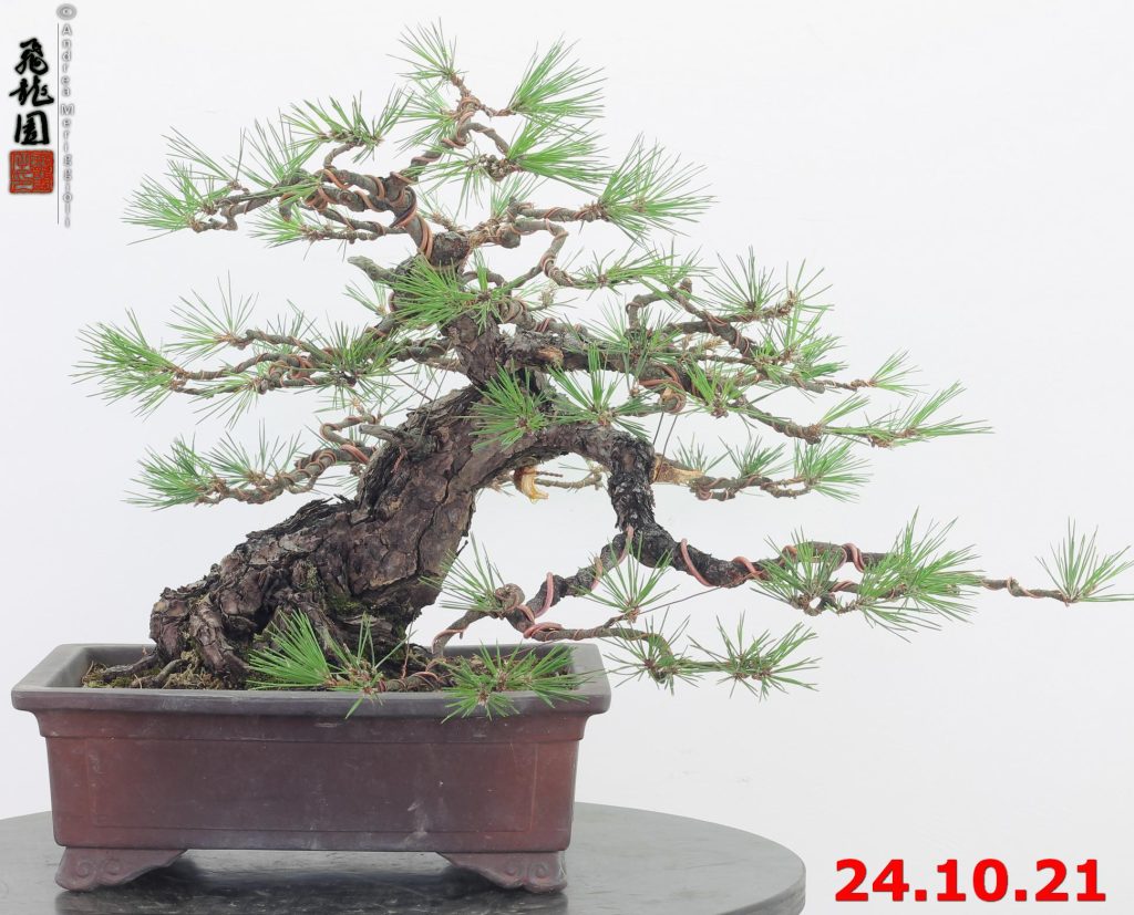 Pinus thunbergii 21/07