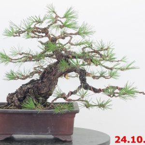 Pinus thunbergii 21/07