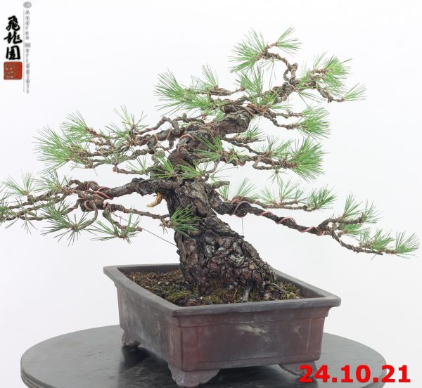 Pinus thunbergii 21/07