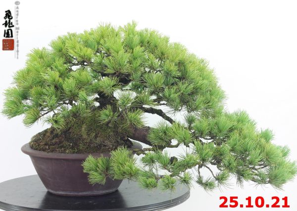 Pinus pentaphylla 21/03