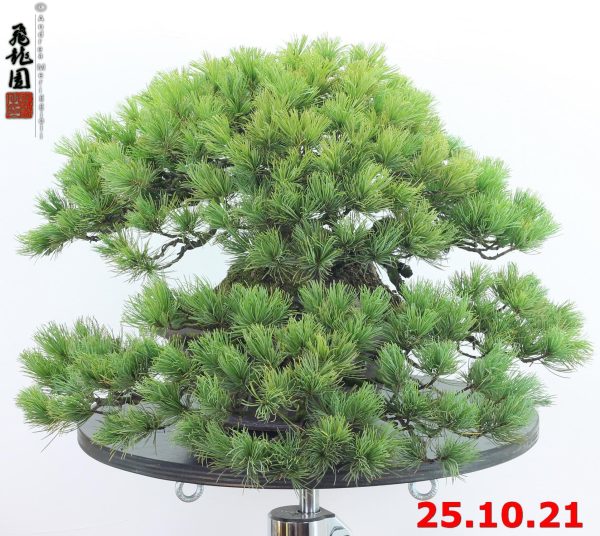 Pinus pentaphylla 21/03
