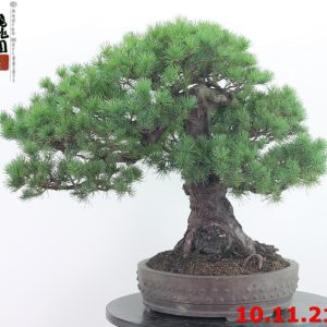 Pinus pentaphylla 21/06