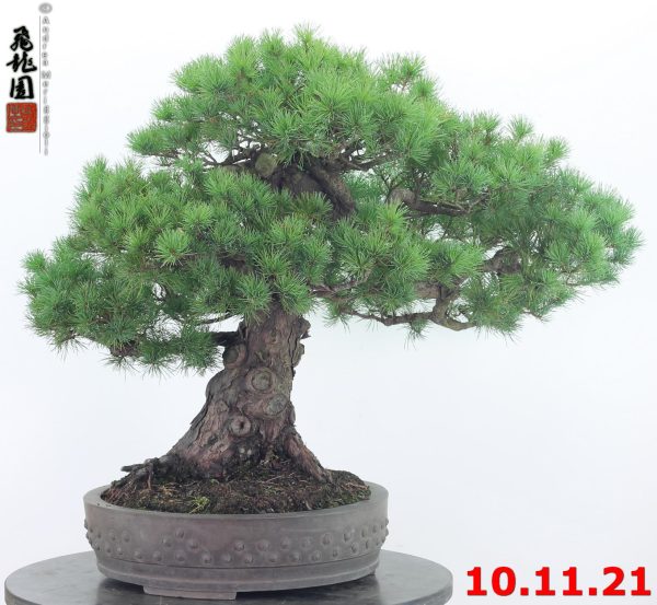 Pinus pentaphylla 21/06