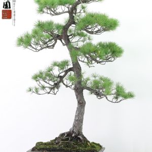 Pinus pentaphylla 21/08