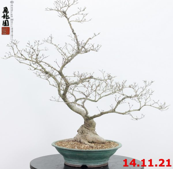 Acer palmatum 21/43