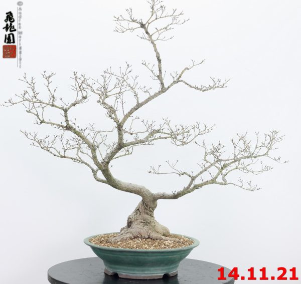 Acer palmatum 21/43