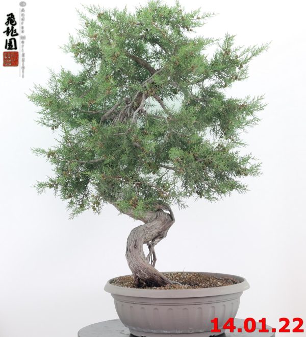 Juniperus phoenicea 21/01