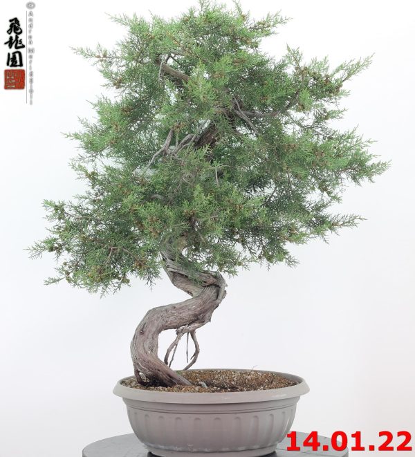 Juniperus phoenicea 21/01