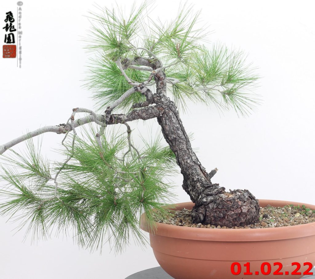 Pinus halepensis 22/01