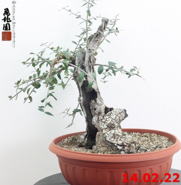 Olea oleaster 22/01