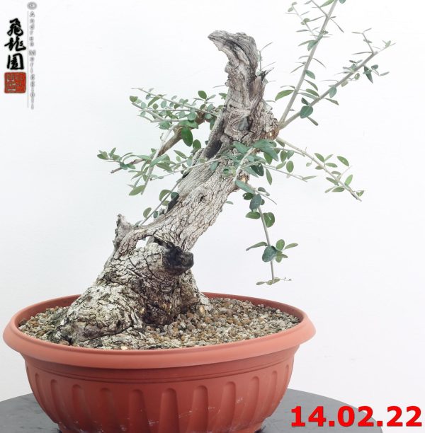 Olea oleaster 22/01