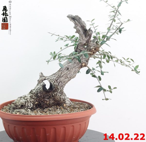 Olea oleaster 22/01