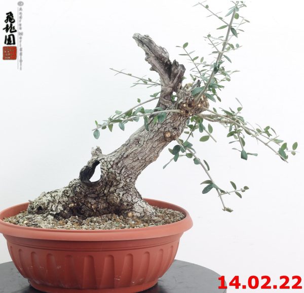 Olea oleaster 22/01