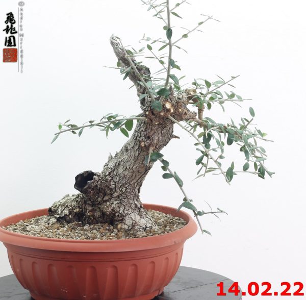 Olea oleaster 22/01