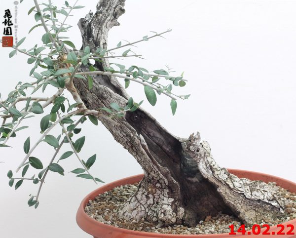 Olea oleaster 22/01