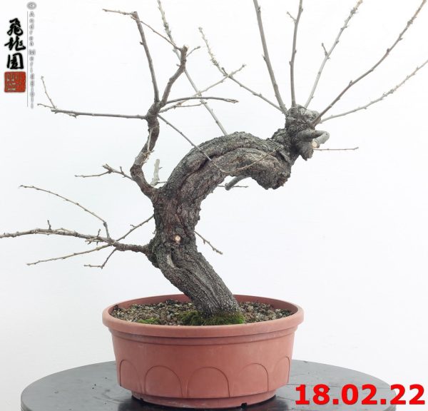 Quercus cerris 21/01