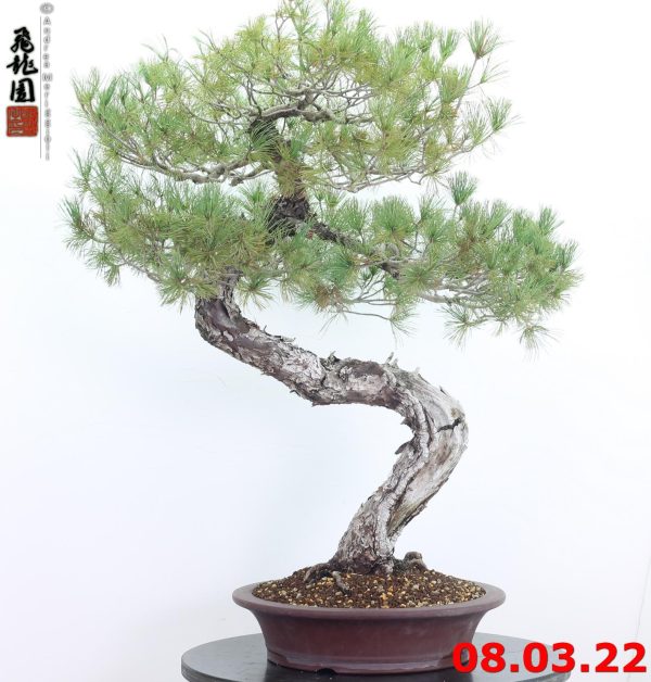 Pinus pentaphylla 22/01