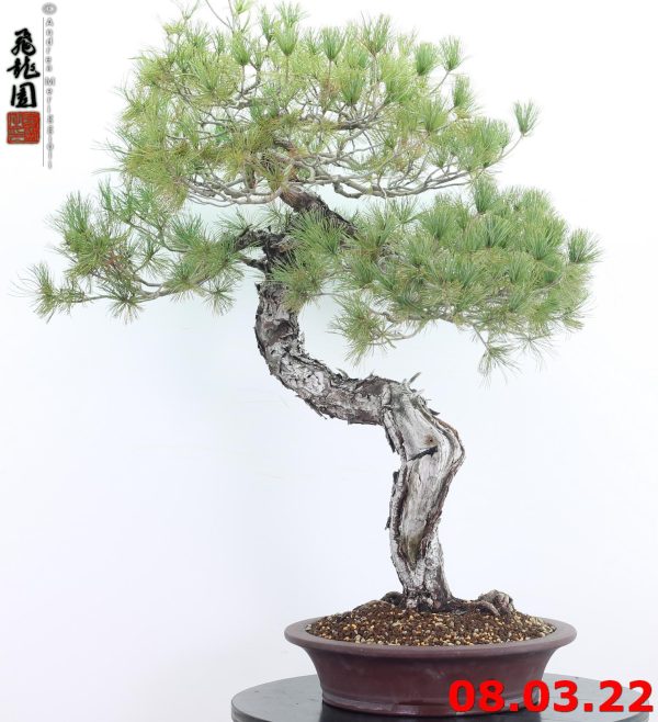 Pinus pentaphylla 22/01