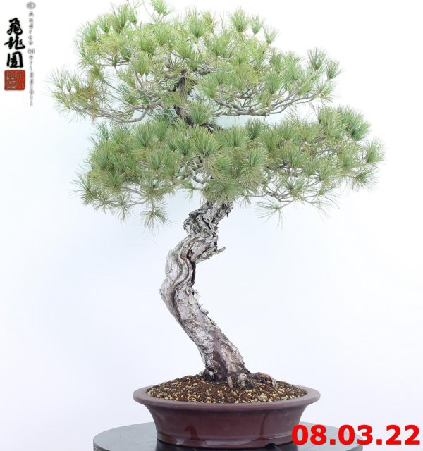 Pinus pentaphylla 22/01