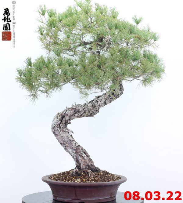 Pinus pentaphylla 22/01