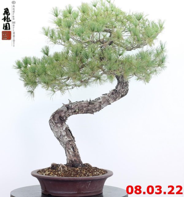 Pinus pentaphylla 22/01